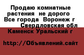 Продаю комнатные растения  не дорого - Все города, Воронеж г.  »    . Свердловская обл.,Каменск-Уральский г.